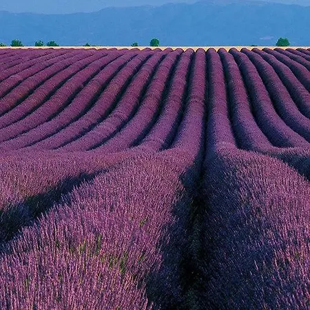 Les Deux Lions ريز